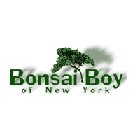 Bonsai Boy of New York